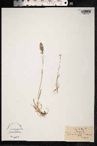 Poa alpina image
