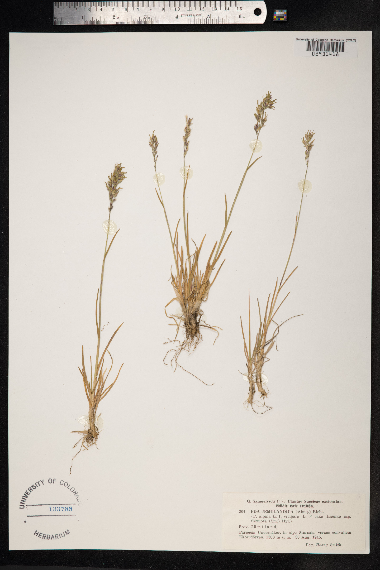 Poa alpina image