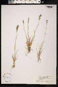 Poa alpina image
