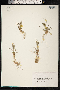 Poa alpina image