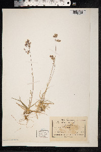 Poa alpina image