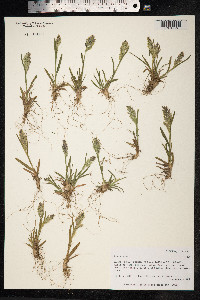 Poa alpina image