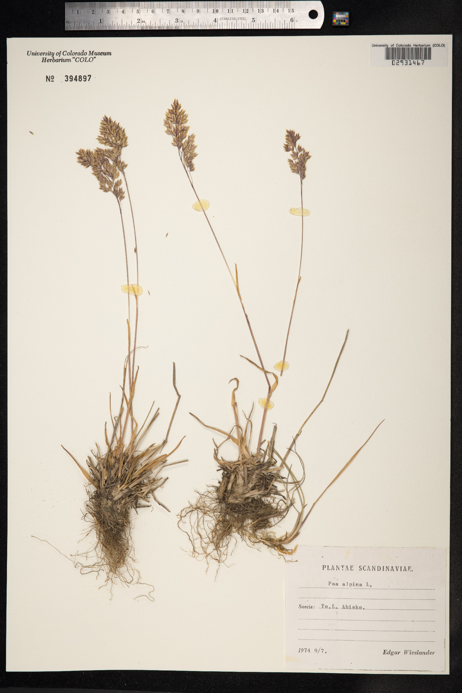 Poa alpina image