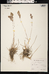 Poa alpina image