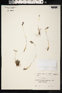 Poa alpina image
