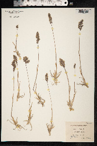 Poa alpina image