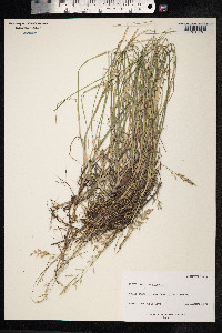 Poa compressa image
