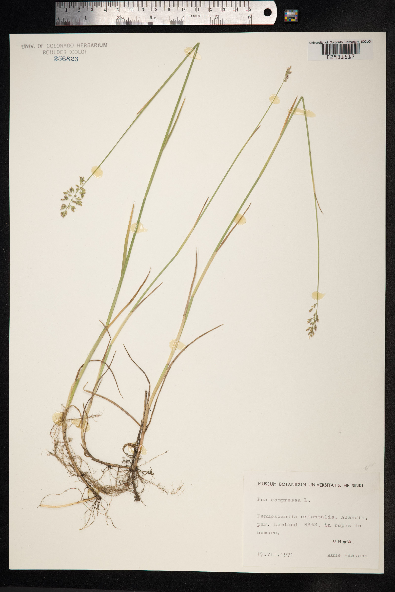 Poa compressa image