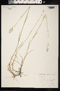 Poa compressa image