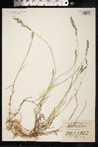 Poa compressa image