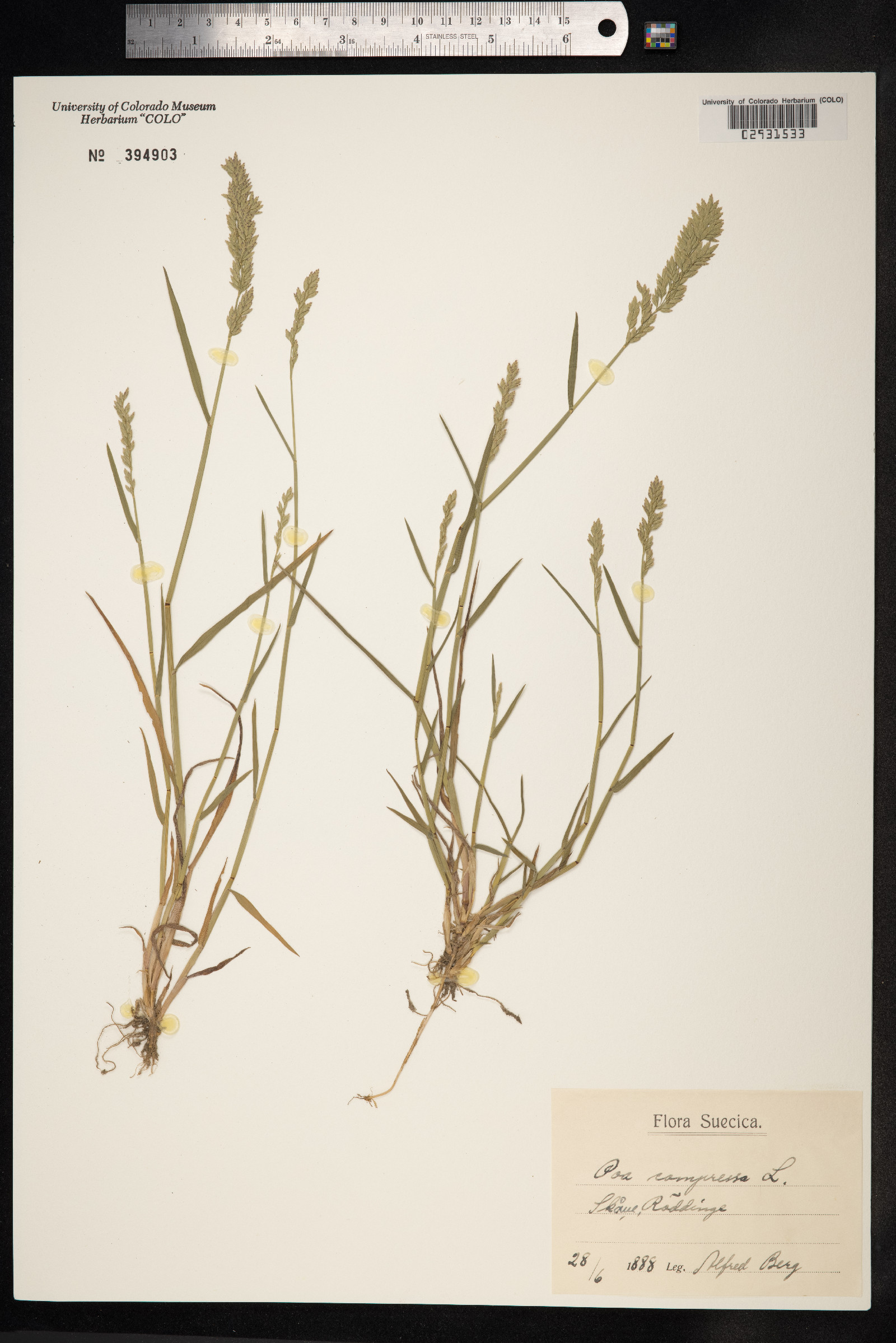 Poa compressa image