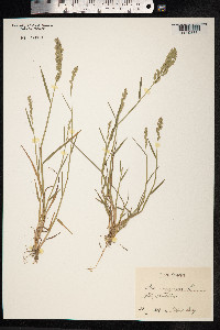 Poa compressa image