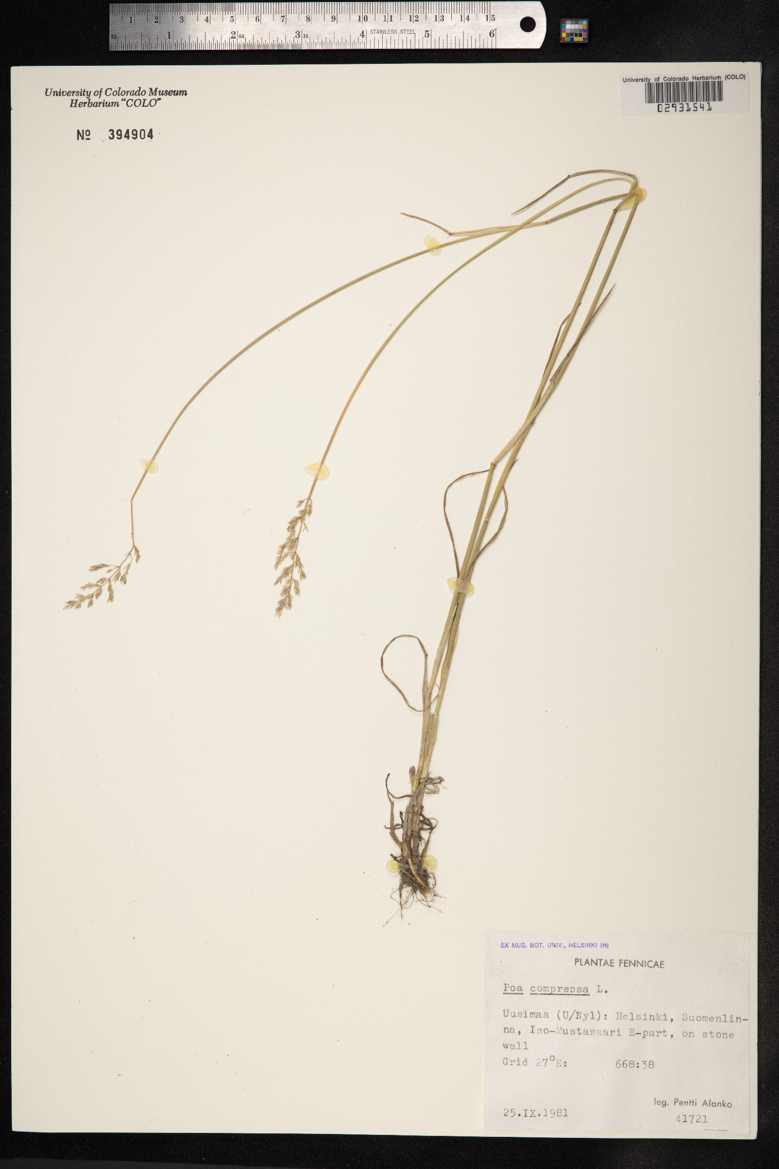 Poa compressa image