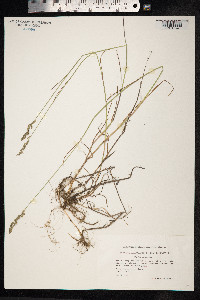 Poa compressa image