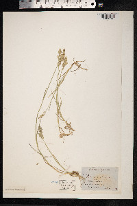 Poa compressa image