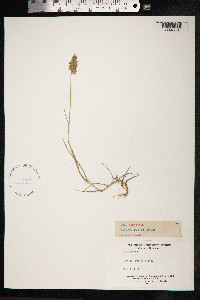 Poa compressa image