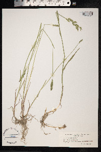 Poa compressa image