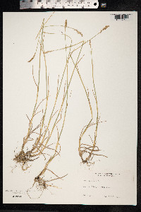 Poa compressa image