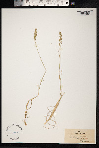 Poa compressa image
