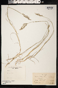 Poa compressa image