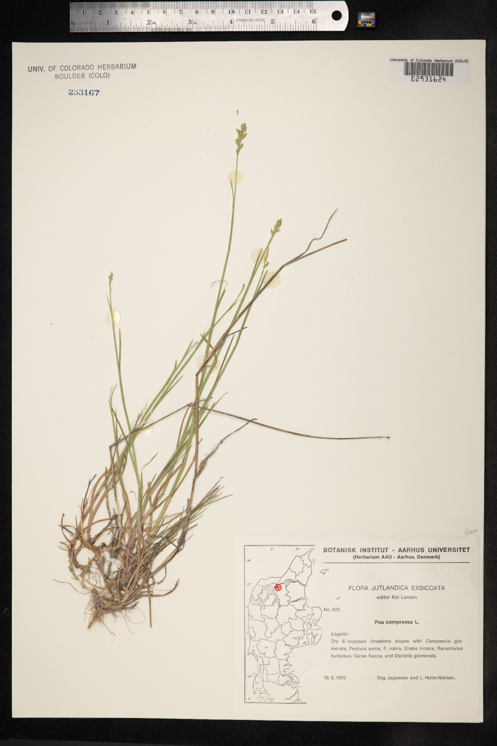 Poa compressa image