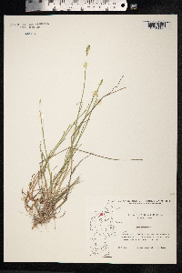 Poa compressa image