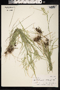 Poa compressa image