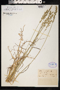 Poa compressa image