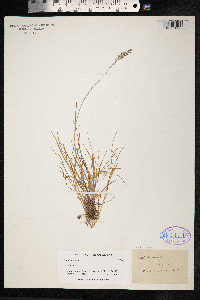 Poa compressa image