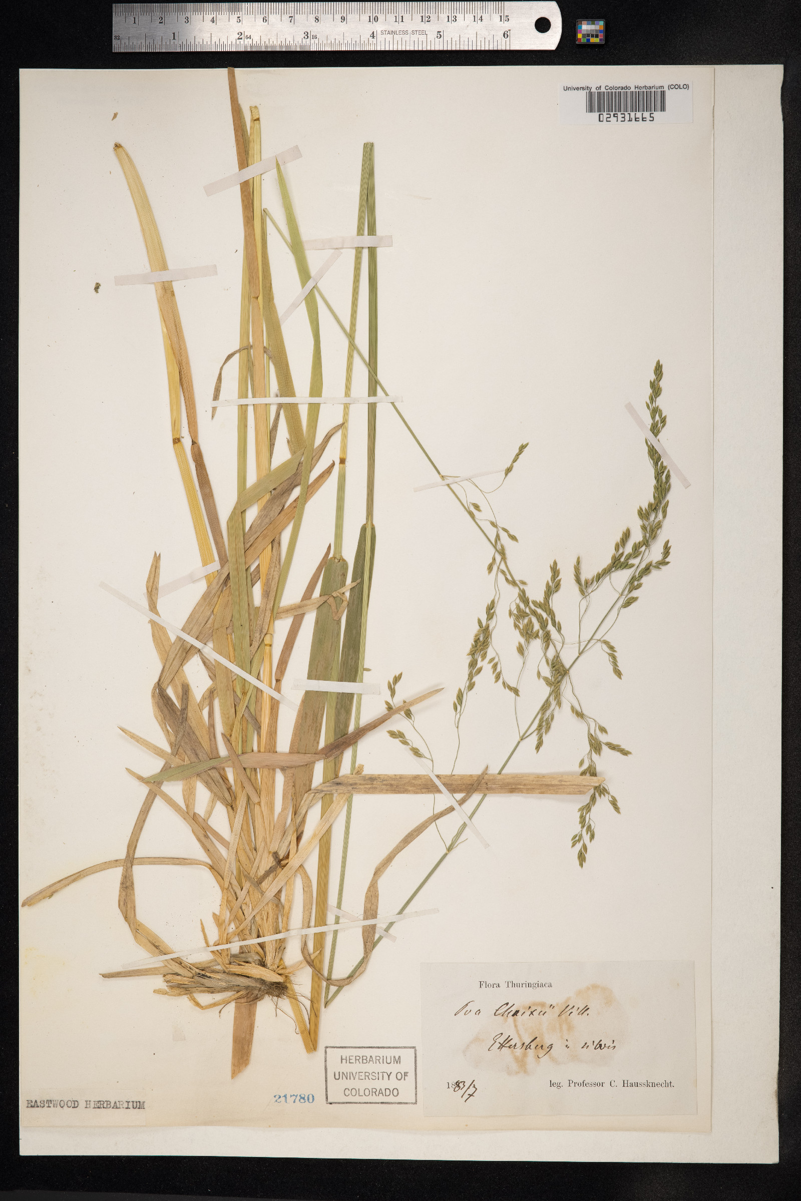 Poa chaixii image
