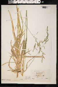 Poa chaixii image