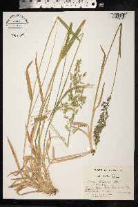 Poa chaixii image