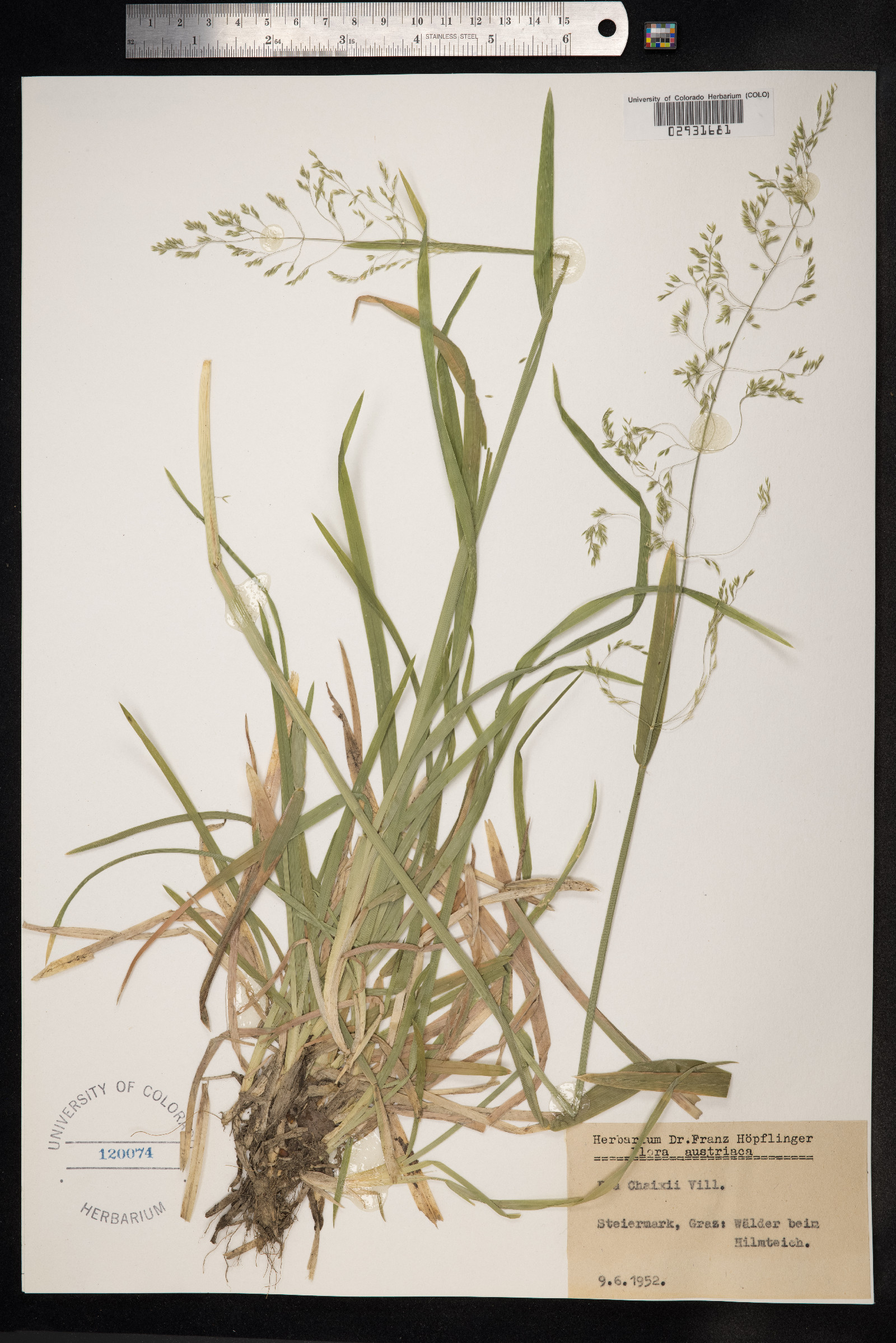 Poa chaixii image