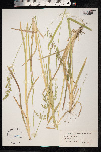Poa chaixii image