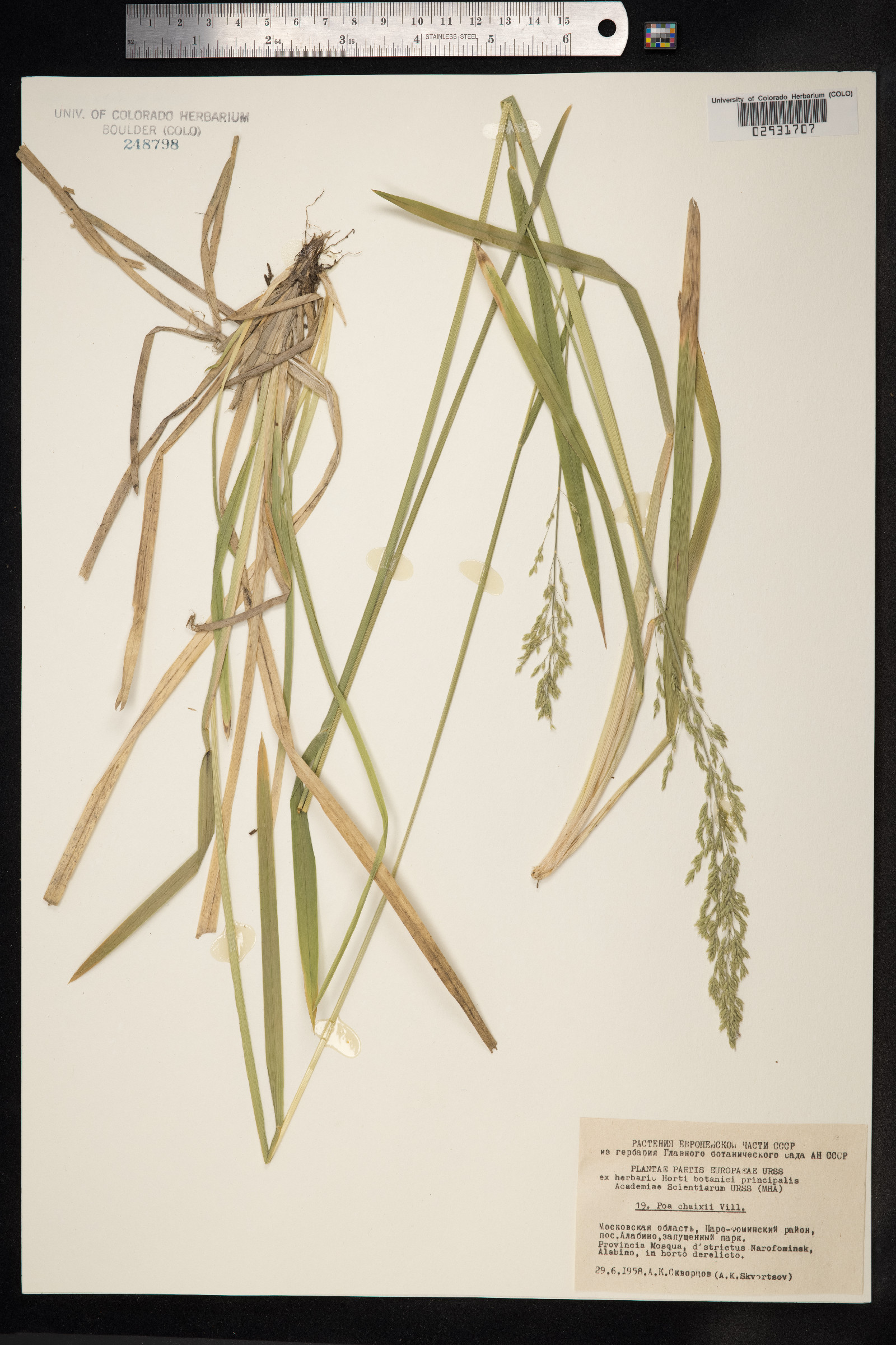 Poa chaixii image