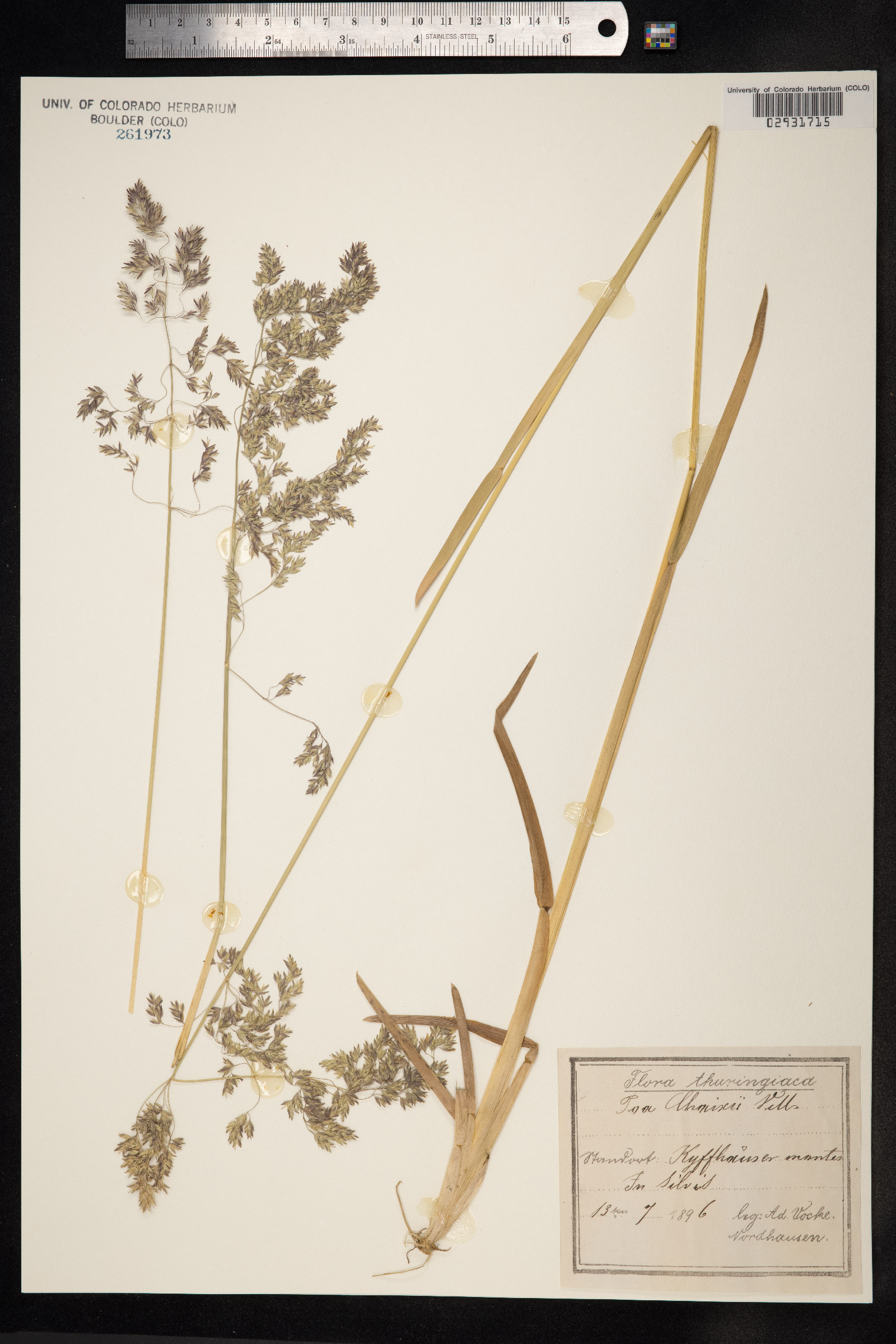 Poa chaixii image