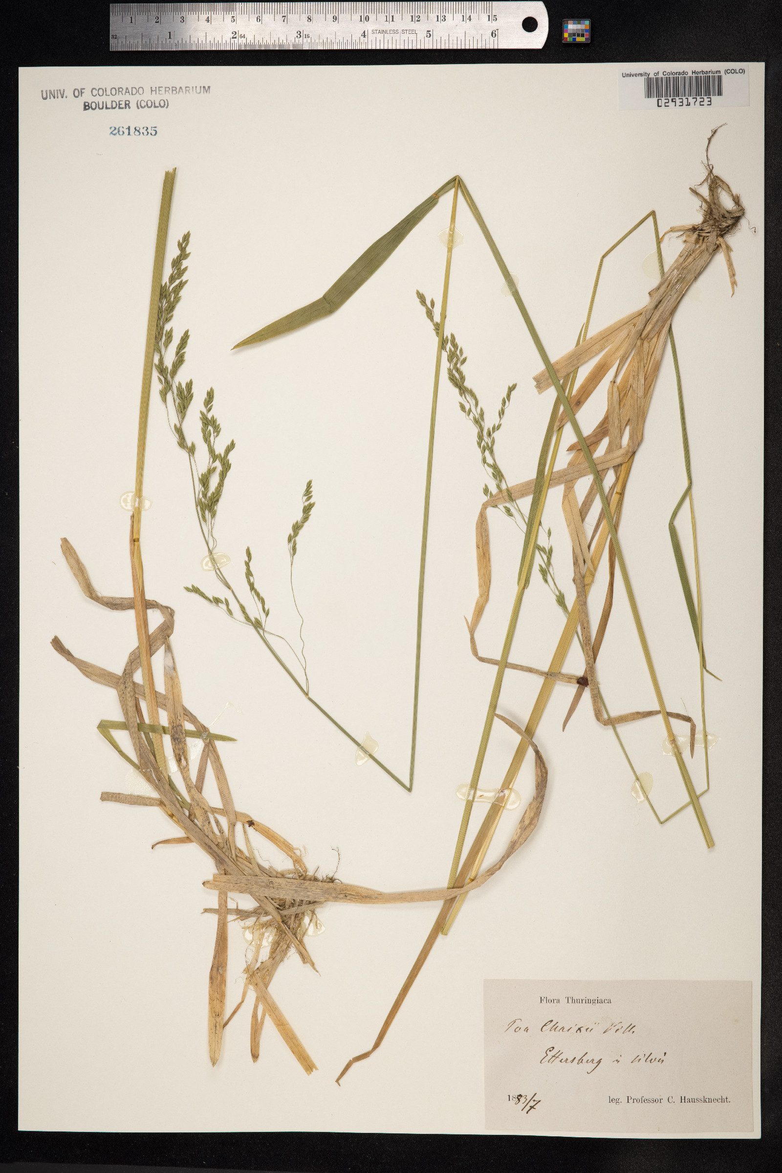 Poa chaixii image