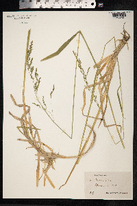 Poa chaixii image