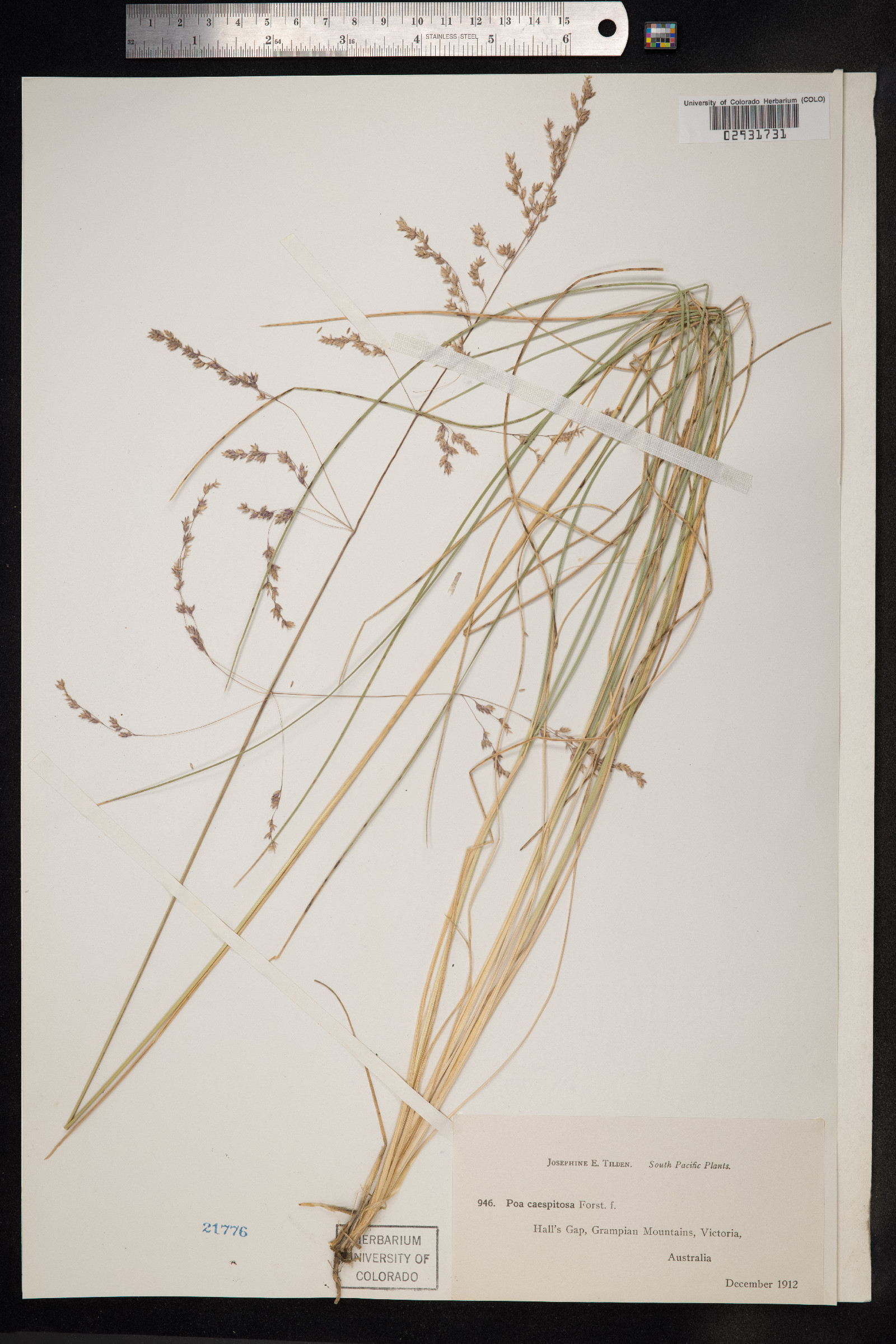 Poa flabellata image