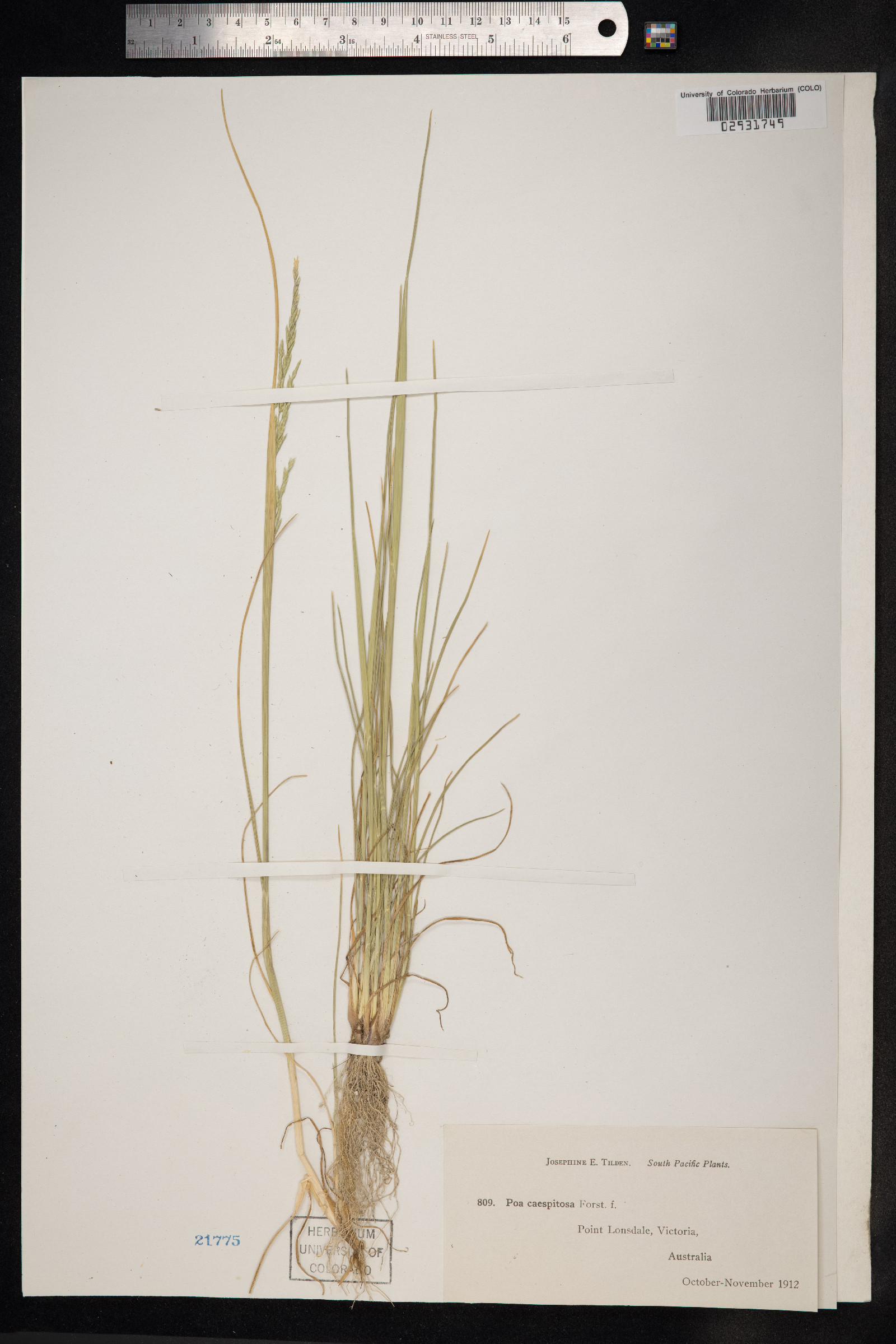 Poa flabellata image