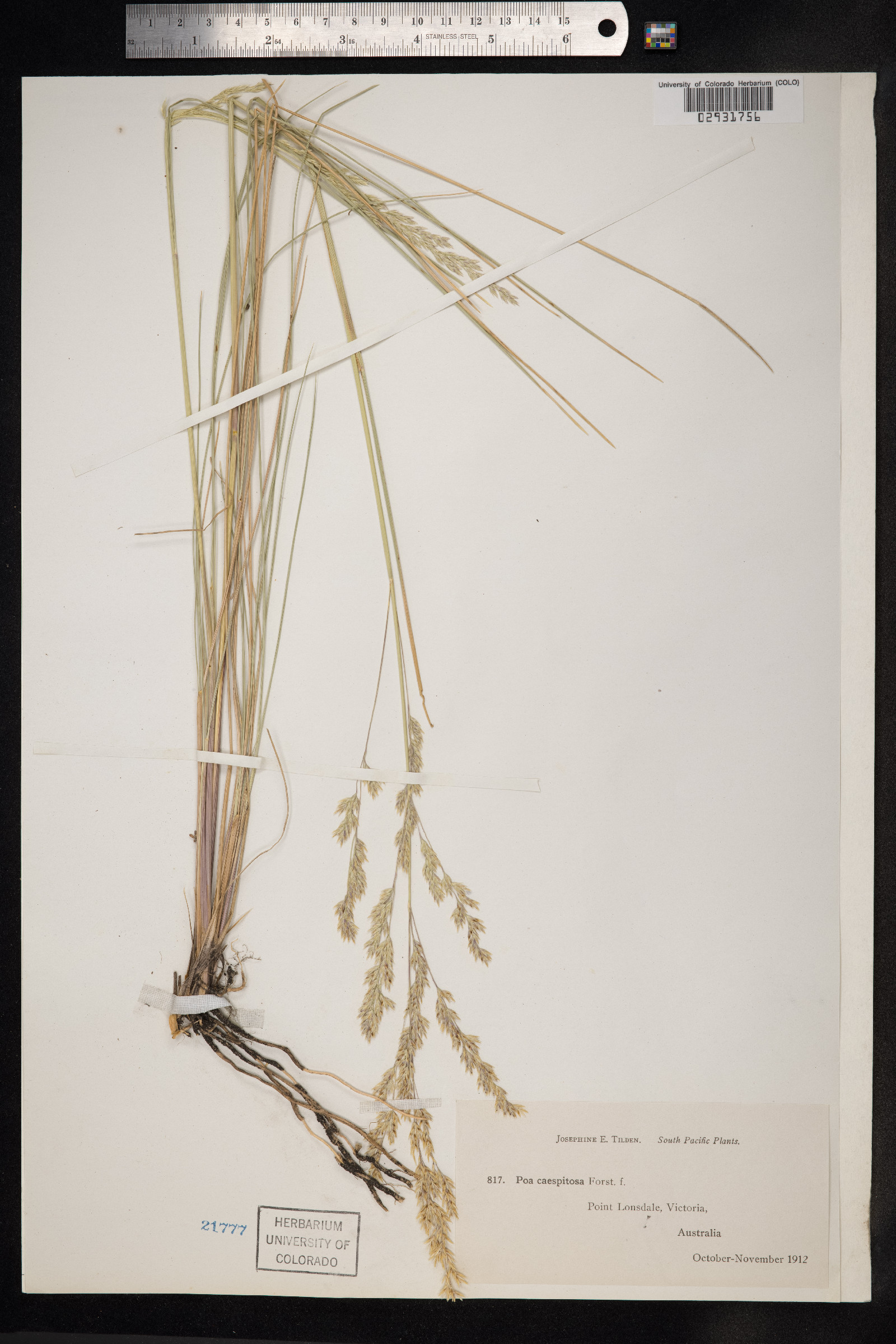 Poa flabellata image