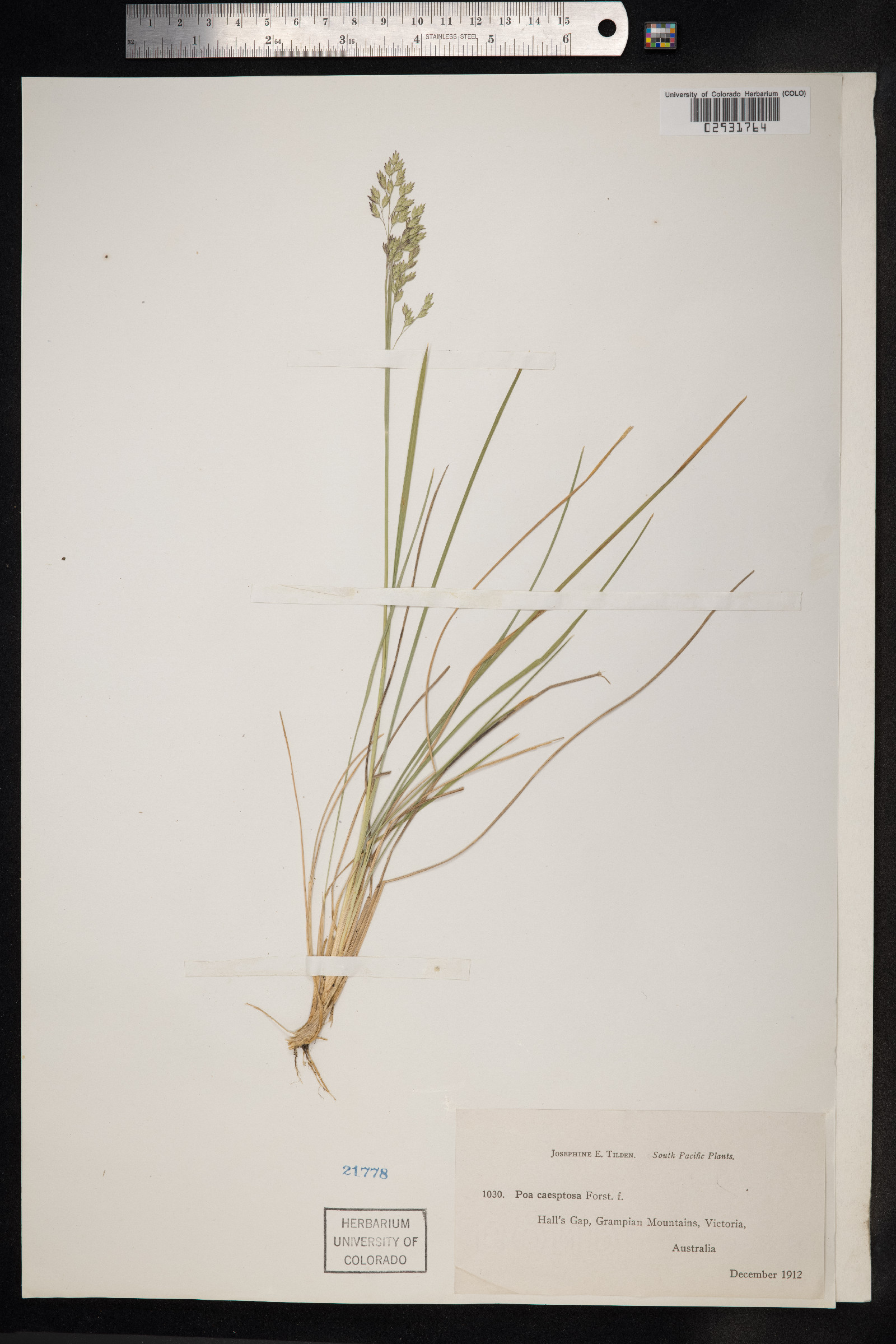 Poa flabellata image