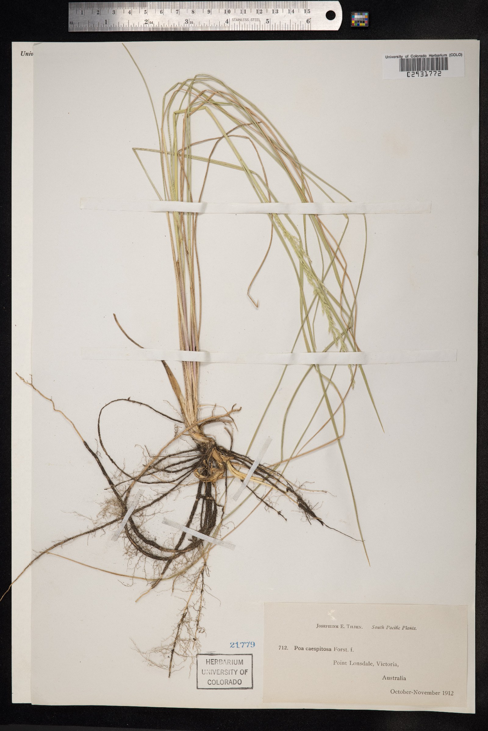 Poa flabellata image