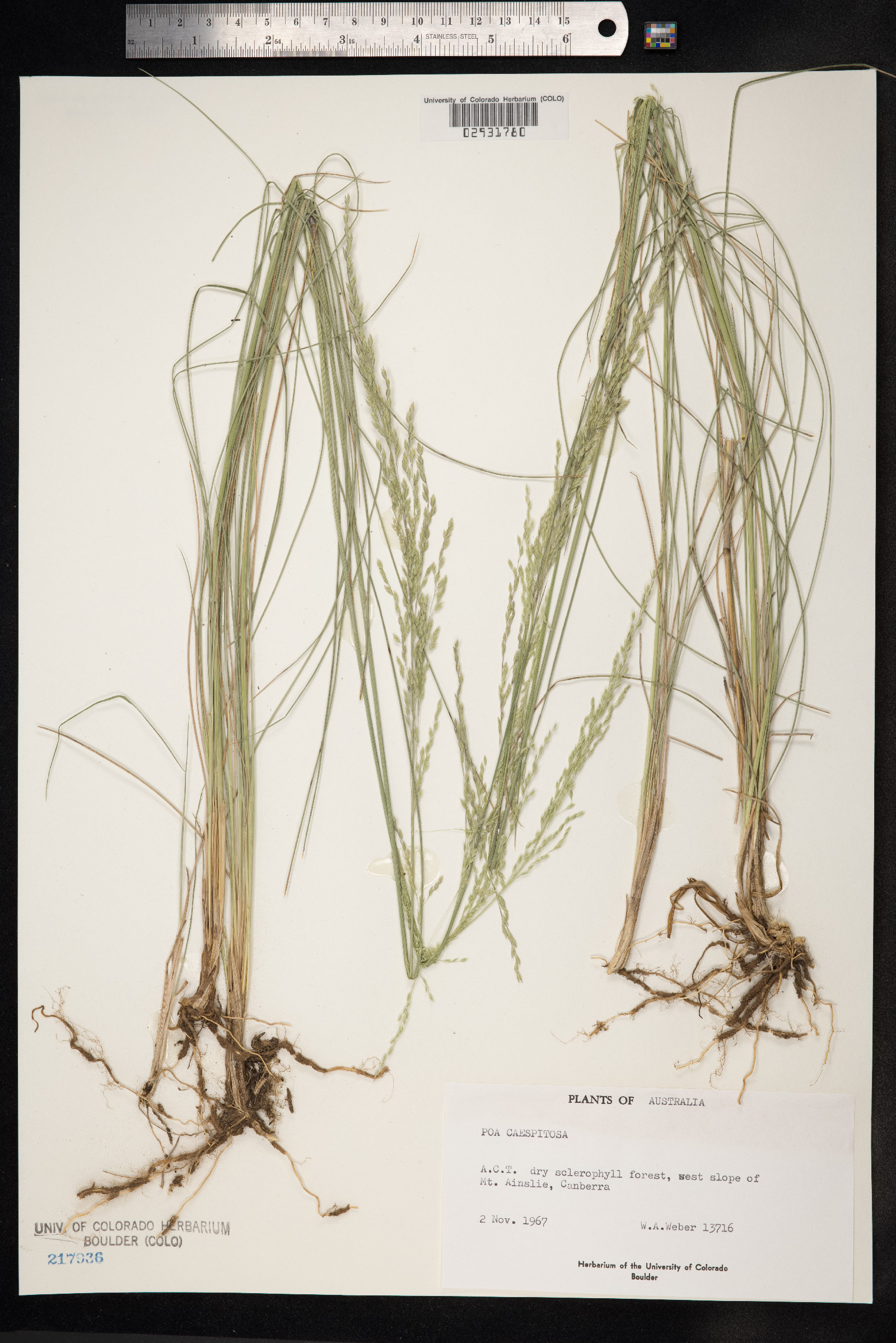 Poa flabellata image
