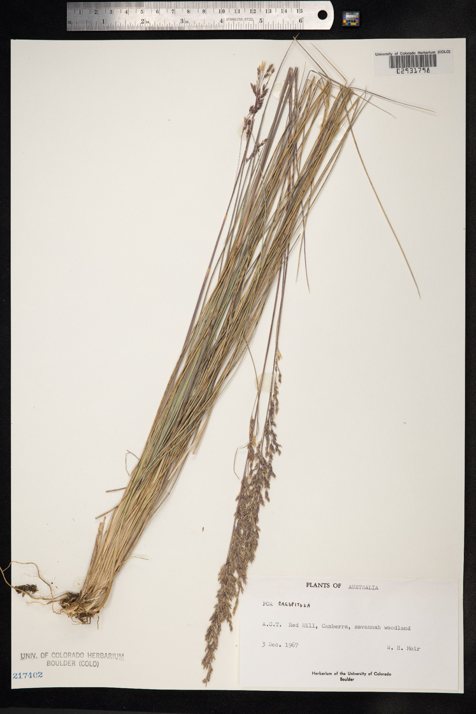 Poa flabellata image