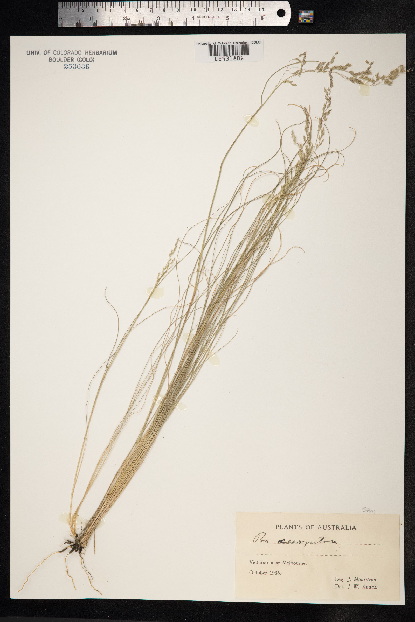 Poa flabellata image