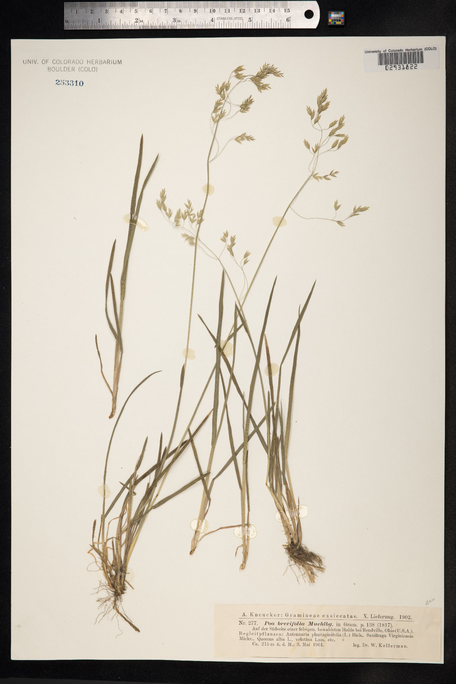 Poa cuspidata image
