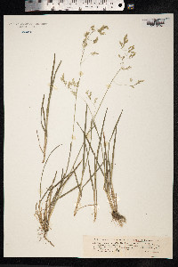 Poa cuspidata image