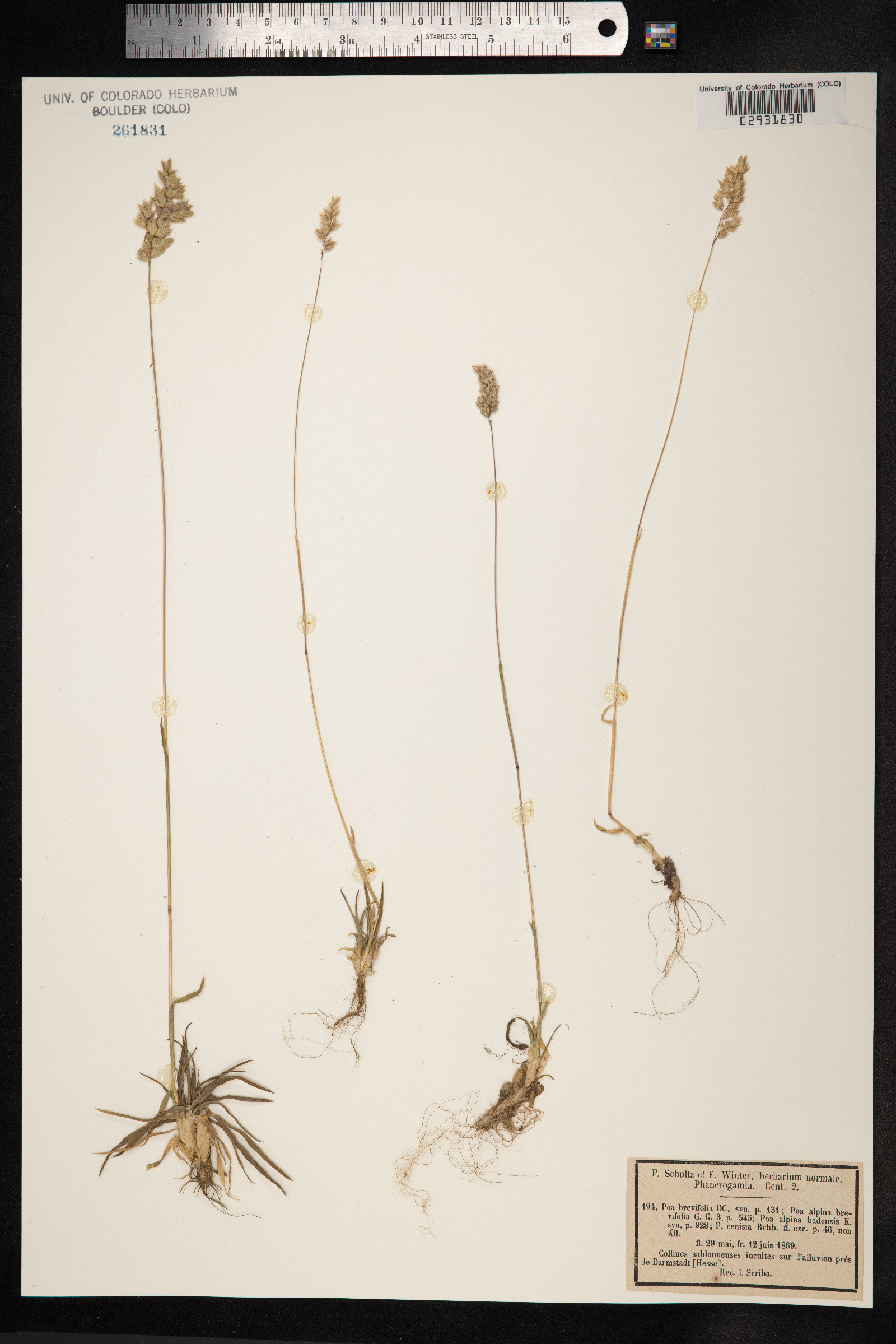 Poa cuspidata image
