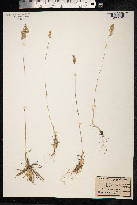 Poa cuspidata image